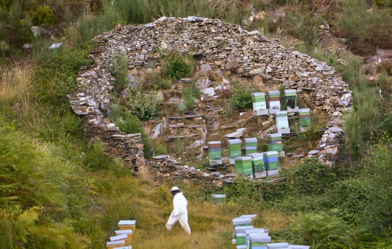 TOCA Our beehives are located in hardly accesible places in the mountains in pristine habitats far away from conventional agriculture.