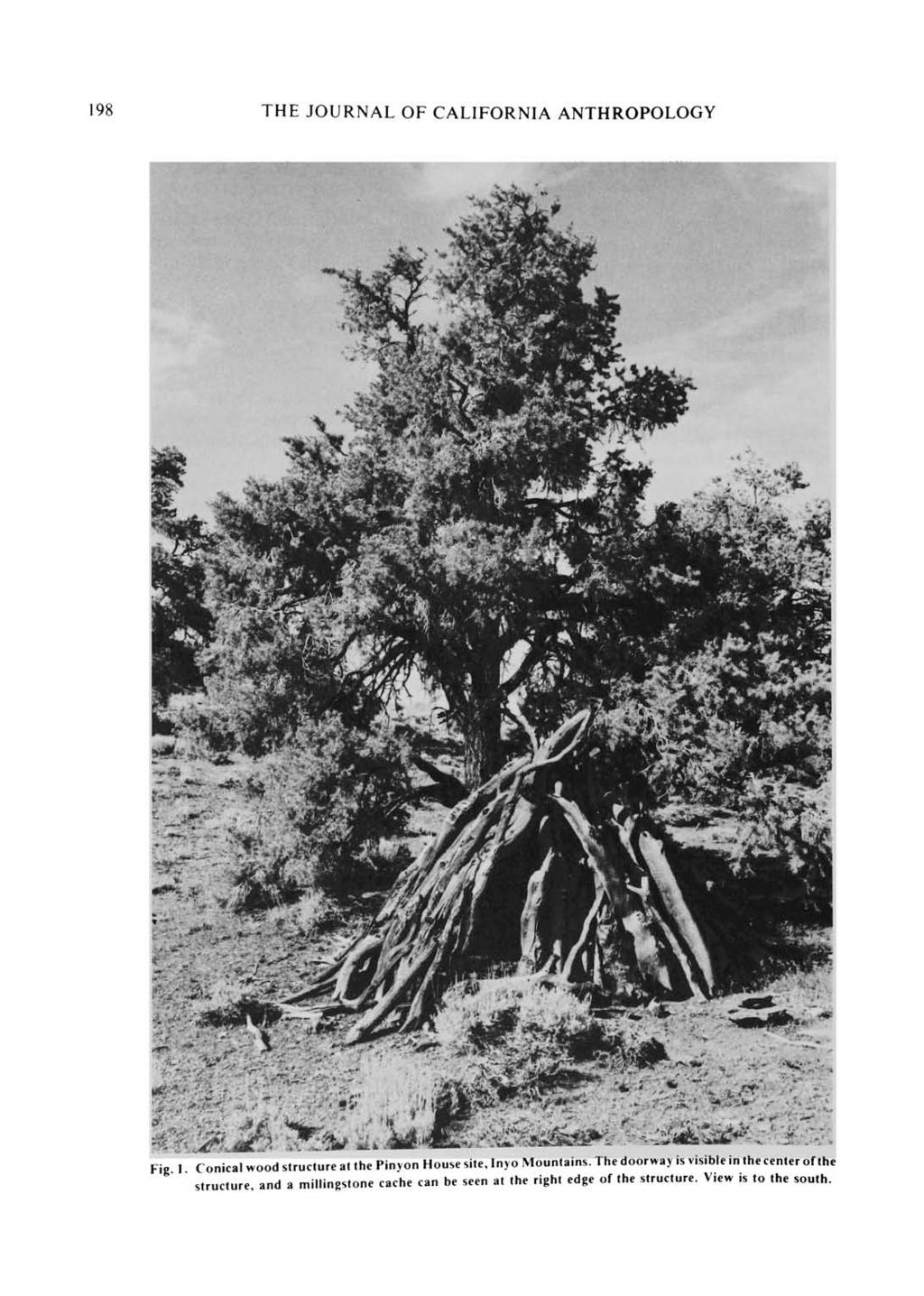 198 THE JOURNAL OF CALIFORNIA ANTHROPOLOGY Fig 1 Conical wood structure al the Pinyon House site, Inyo Mountains.