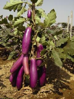 Brinjal (Solanum melongena) Brinjal is one of the most important fruit vegetable in Bangladesh. It is a perennial shrub belongs to the family Solanaceae.