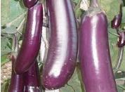 4. BARI Brinjal 4 (Kazla) Fruits are oblong & glossy purple color Fruits are medium long