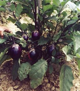 BARI Brinjal 5 (Nayantara) Fruits are round and blackish violet in color 35-40 fruits