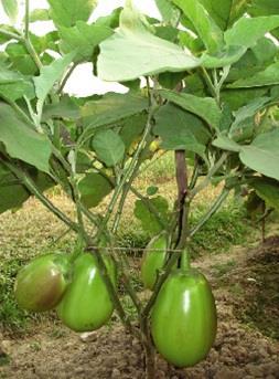 BARI Brinjal 6 Fruits are oval and light green in color 10-15 fruits plant -1 Yield