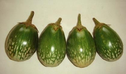 BARI Brinjal 8 Erect type plant & high yielding summer variety Fruit is long,