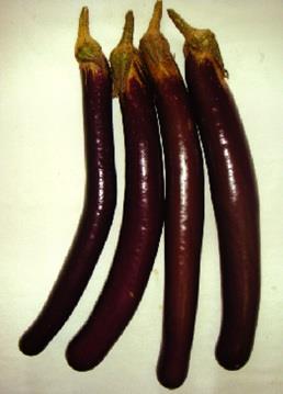 10. BARI Brinjal 10 Fruits are long, slender, glossy & blackish purple Heat