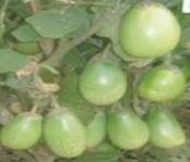 BARI Hybrid Brinjal 3 Fruits are long, slender & blackish purple 60-70 fruits