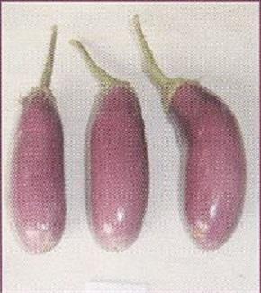 BARI Hybrid Brinjal 4 Fruits are oval and light green 30-35 fruits plant -1