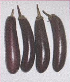Bt brinjal varieties which are given below- 1.