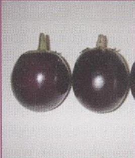 Fruits are set in cluster Peduncle brown in color Yield 50-55 t ha -1 2.