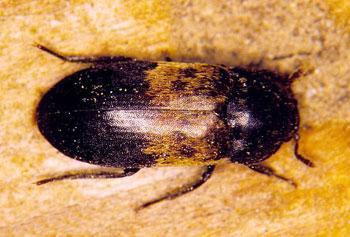 Larder Beetle Adult