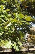Quercus x schuettei- Schuette Oak A cross between Bur oak and Swamp White Oak, Schuette Oak is a tree for the Midwest.