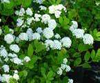 Spirea betulifolia- Birchleaf Spirea Also called White Spirea, is a small and low maintenance shrub that was introduced from Japan. In early summer it blooms with showy white clusters of flowers.