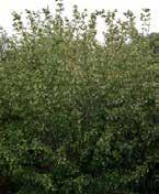 Source is H & H Wild Plums of Clarkson Nebraska. Staphylea trifolia -American Bladdernut A Midwestern native shrub, the Bladdernut is known for its bark and fruit.