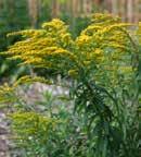 Solidago Golden Fleece -Golden Fleece Goldenrod This compact, spreading goldenrod displays small bright yellow flowers that form into a dense plume atop of the foliage.