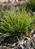Carex eburnea-bristle-leaf Sedge Bristle-leaf Sedge is known for being a first-rate ground cover, being able to become a lawn alternative.