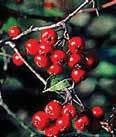 Aronia arbutifolia RED CHOKEBERRY Brilliantissima Deciduous shrub noted for its attractive glossy red berries and red fall foliage color.