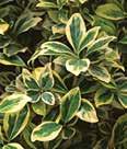 Height: 2-3 Spread: 4-5 Zone(s): 5-8 Emerald N Gold Dense, shrubby form with a spreading habit featuring rounded glossy deep green leaves with broad yellow margins that will often bear pink tones