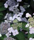 Height: 8-10 Spread: 8-10 WR Smith Single white flower. Height: 8-12 Spread: 6-10 Diana Jeanne D Arc Ardens Blue Double blue-purple flower.
