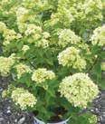 Height: 8-10 Spread: 8-10 Limelight Light lime green flowers in a ball shaped cluster turn white then pink in fall.