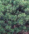Densa Shamrock Ilex glabra INKBERRY Compacta Small shiny evergreen almond-shaped leaves form a rounded loose mound.