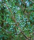 Juniperus procumbens JAPANESE GARDEN JUNIPER Nana A beautiful dwarf spreading form.