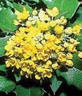 Height: 6-8 Spread: 5-6, acidic Mahonia bealei LEATHERLEAF MAHONIA An attractive upright evergreen shrub, with a coarse texture.
