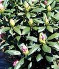Rhododendron catawbiense (continued) Grandiflorum Hardy, wide upright growing variety. Lilac colored flowers with a yellow blotch. Glossy green foliage.