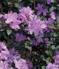 Height: 2 Spread: 4 Purple Passion Deep purple flowers that hold color well. Dark green foliage.