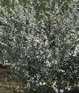 deciduous shrub that has fine-textured, blue-green upper side, silvery-blue underside foliage.