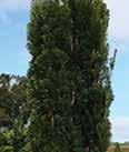 Height: 12-18 Spread: 18-24 Robusta Sentinalis Sentinalis A narrow upright columnar evergreen.