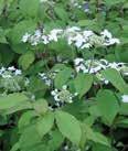 Viburnum carlesii MAYFLOWER VIBURNUM/ KOREANSPICE VIBURNUM This selection is fragrant and is great to use in masses to accentuate