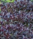 Viburnum prunifolium BLACKHAW VIBURNUM A fast growing variety of viburnum with white flowers and edible
