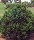 Buxus sempervirens Dee Runk Vardar Valley Buxus sempervirens COMMON BOXWOOD Flat, green color with bluish undertones on the leaves forms a broad