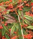 leaves. Tiny light pink flowers turn to small bright red berries.