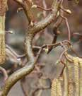 to moderate, acidic Cotinus coggygria SMOKEBUSH Golden Spirit An upright deciduous loose spreading shrub with bright golden foliage