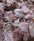 Height: 8-15 Spread: 8-15 Royal Purple Leaves emerge a rich maroon red and mature to dark reddish purple.