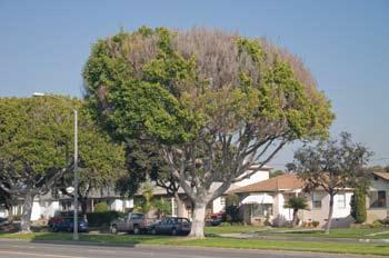 Figure 14. (Left) Same tree as in Fig. 13 but six months later in December 2008 (Donald R. Hodel). Figure 15.