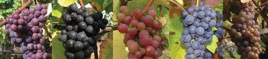 grape varieties.