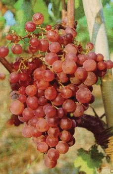 varieties of Greek vineyards are: Savvatiano