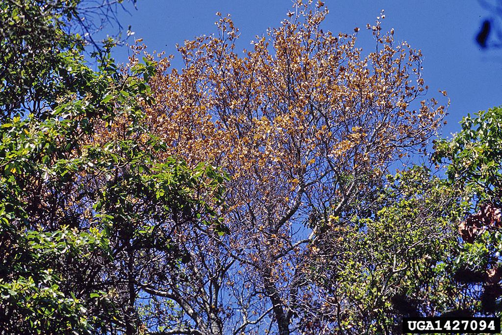 EXOTIC PEST THREATS UMD Pathology Bulletin, 2008 Sudden Oak Death Phytophthora ramorum Werres, de Cock & Man in t Veld (Peronosporales: Pythiaceae) INTRODUCTION: Sudden Oak Death (SOD) is caused by a