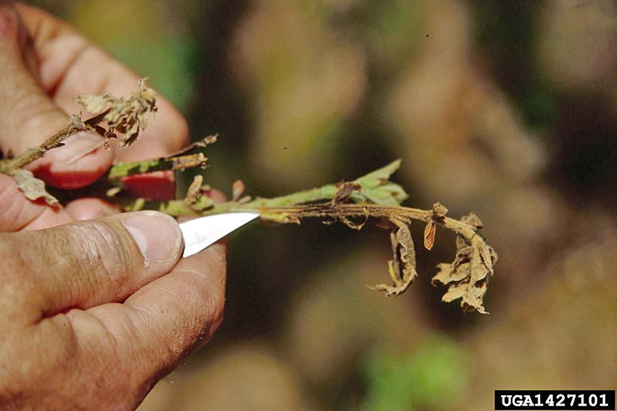 Joseph O Brien, USDA Symptoms can be grouped into three general disease categories, affecting two types of hosts: cankers on trunk hosts, and leaf blight and twig dieback on foliar hosts.