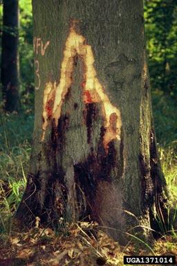 Symptoms on trees Bleeding cankers that can girdle