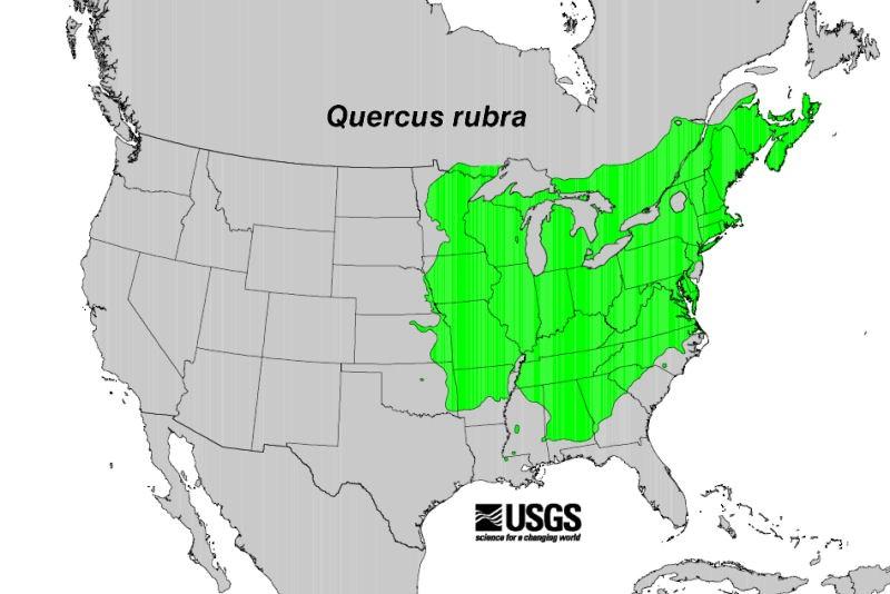P. ramorum establishment in eastern US forests could be