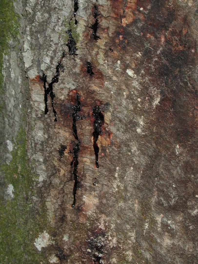 Phytophthora ramorum Bark