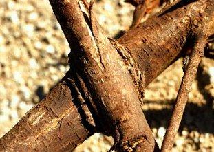 Dutch elm disease Disease