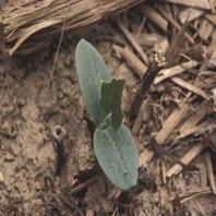 Weed of the month: Burcucumber (Sicyos angulatus), An Agronomic Pest on the Increase by Kevin Bradley Figure 2: Burcucumber seedling emerges from soil. The cotyledons are thick and oblong.