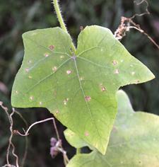 This climbing vine is recognized as a noxious weed in Delaware and Indiana, and in the latter state it is considered one of the 10 most difficult-to-control weeds in soybean 1.