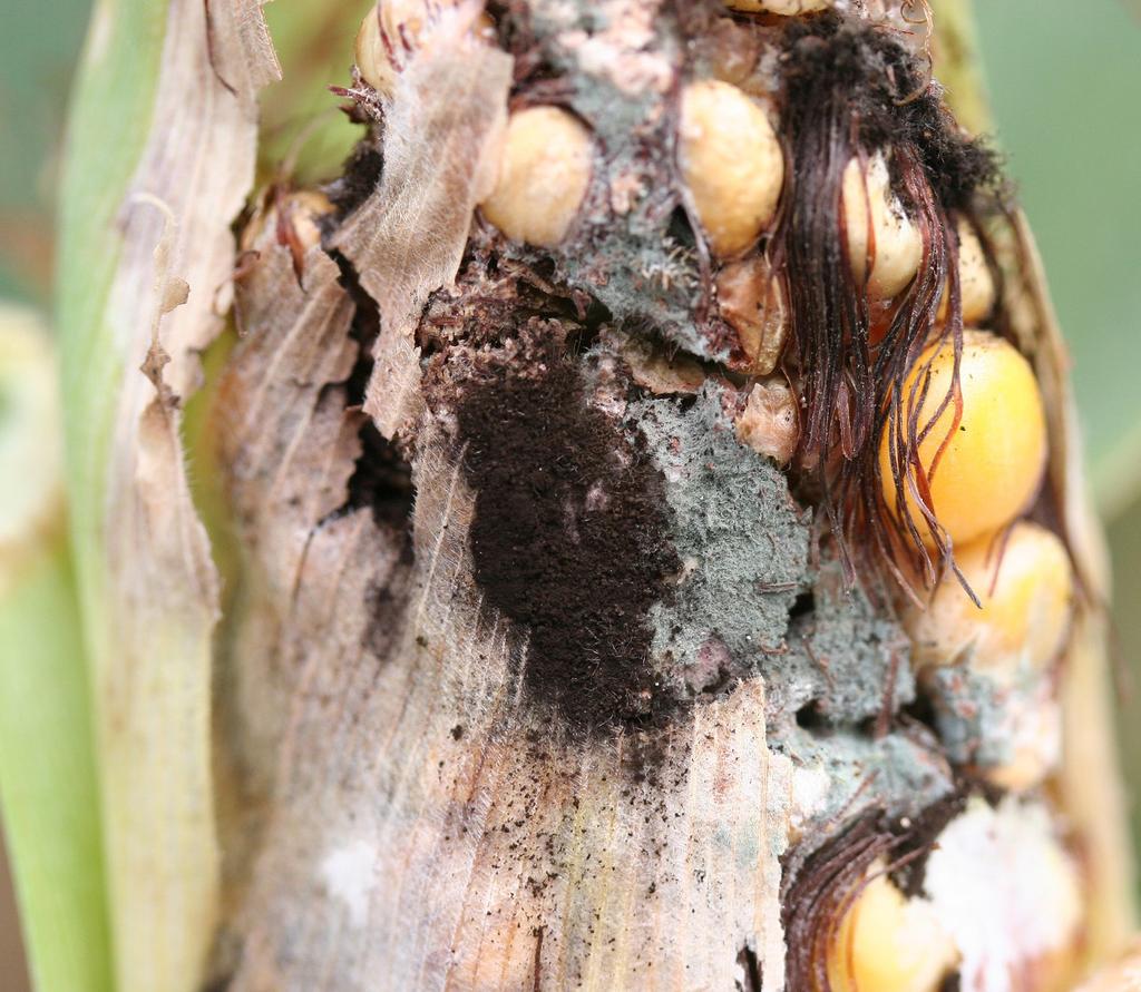the ear and a pinkish to reddish mold growing between husks and ears.