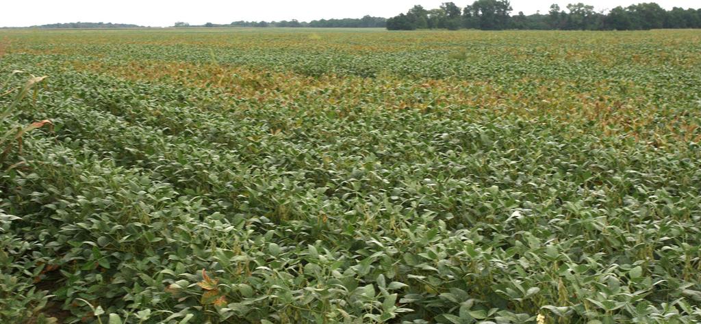 Management options for SDS are somewhat limited but should include planting
