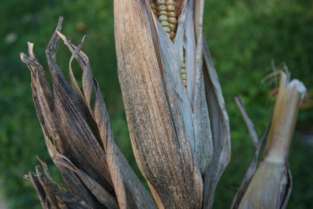 Black corn occurs when any of a number of saprophytic or weakly parasitic fungi grow on corn plants in the field.