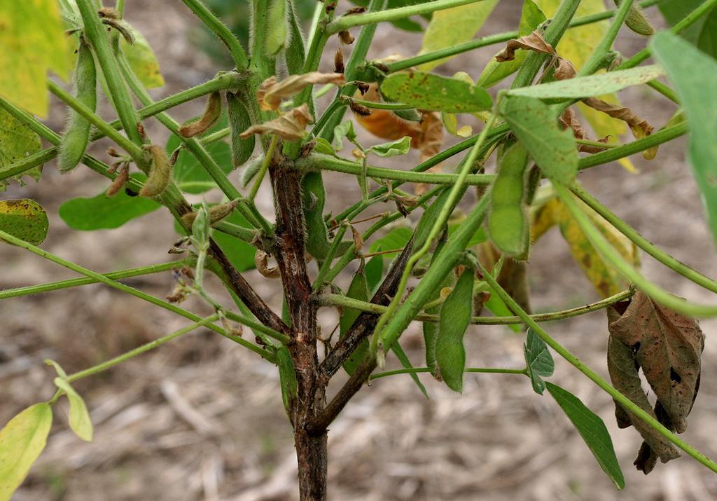 Infected older plants show reduced vigor through the growing season or die gradually over the season. Lower leaves may show a yellowing between the veins and along the margins.